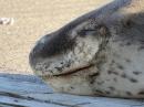 Auckland’s resident, rather lost, leopard seal (Cecilia) on the dock at Orakei Marina, after the sea-survival course. Two photos by Jason Bowling